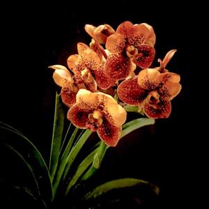 Vanda Buddy Choo