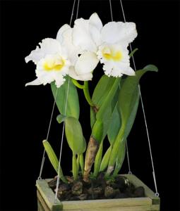 Cattleya Queen Sirikhit