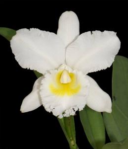 Cattleya Queen Sirikhit