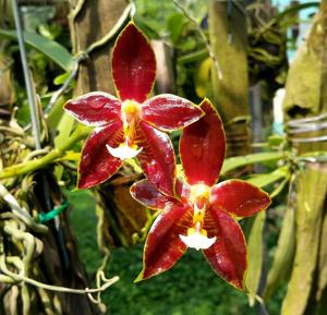 Phalaenopsis Eiderstedt