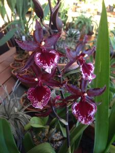 Oncostele Midnight Miracles