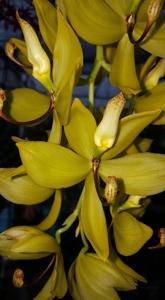 Cycnoches Jumbo Cooper