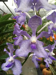 Vanda Violeta