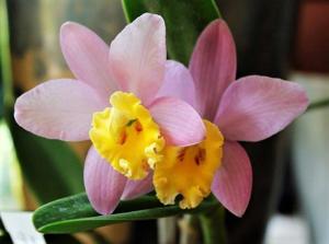 Cattleya Crystelle Smith