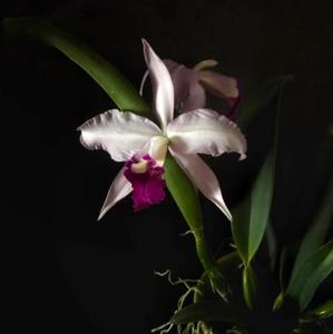 Cattleya Duvaliana