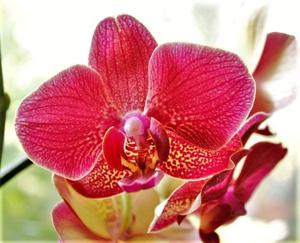 Phalaenopsis I-Hsin Picture