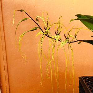 Brassia Rex