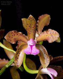 Cattleya Mrs. Mahler