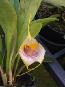 Masdevallia Gremlin