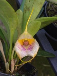 Masdevallia Gremlin