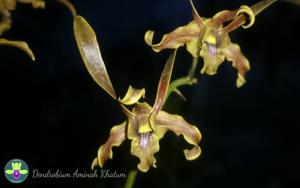 Dendrobium Aminah Khatum