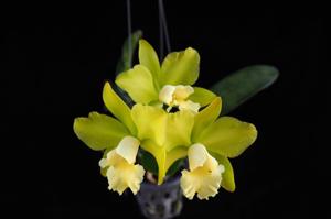 Rhyncholaeliocattleya Hawaiian Passion