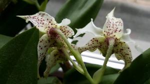 Dendrobium Pam Tajima