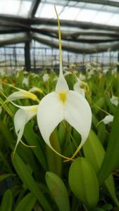 Masdevallia Bella Donna