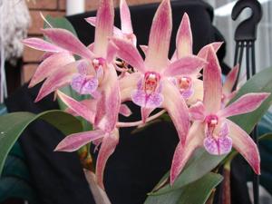 Dendrobium Elegant Falcon