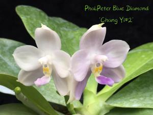 Phalaenopsis Peter Blue Diamond