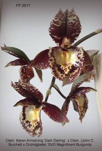 Catasetum Dark Odyssey