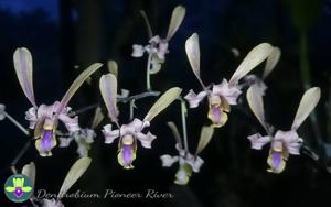 Dendrobium Pioneer River