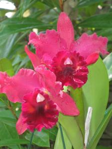 Rhyncholaeliocattleya Fort Watson