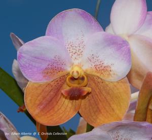 Vanda Perla del Caribe