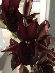 Catasetum Melana Davison