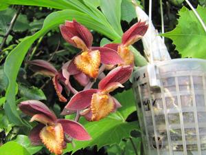 Catasetum Ryan Harrington