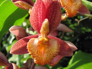 Catasetum Ryan Harrington