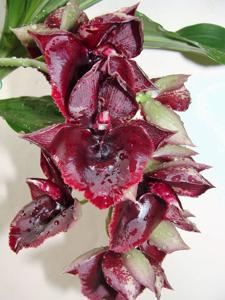 Catasetum Darkness
