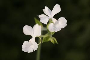 Calanthe sedenii