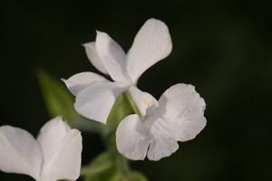 Calanthe sedenii