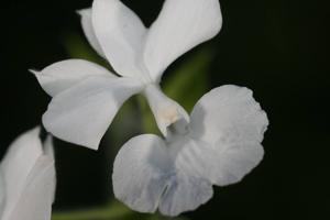 Calanthe sedenii