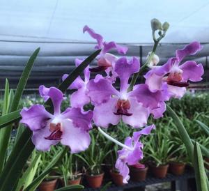 <i>Papilionanda</i> David Cameron