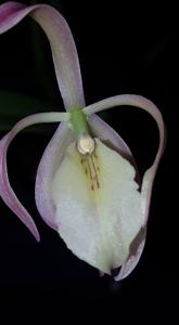 Brassoepidendrum Green Dragon