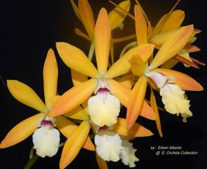 Enanthleya Banana Split
