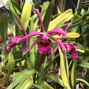 Cattleya Pacavia