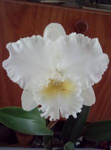 Rhyncholaeliocattleya Burdekin Bells-Burdekin Future