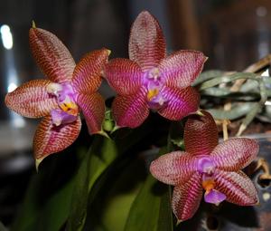 Phalaenopsis KTC Khao Khitchakut