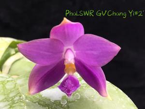 Phalaenopsis SWR GV