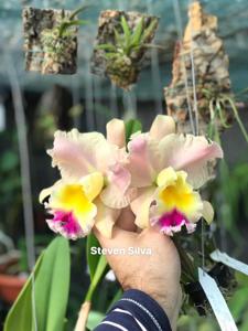 Rhyncholaeliocattleya Goldenzelle