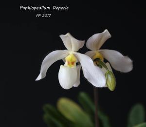 Paphiopedilum Deperle