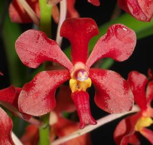 Vanda Red Rocket