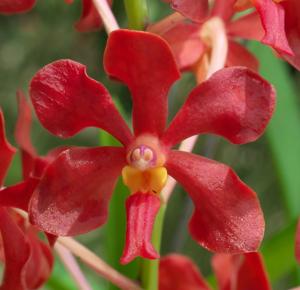 Vanda Red Rocket