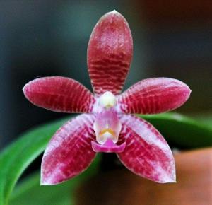 Phalaenopsis Monika Schöttler