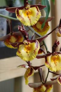 Catasetum Lovena
