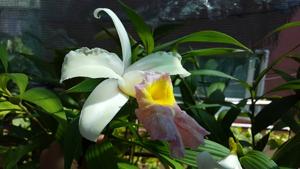 Sobralia Mirabilis