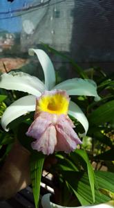 Sobralia Mirabilis