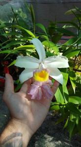 Sobralia Mirabilis