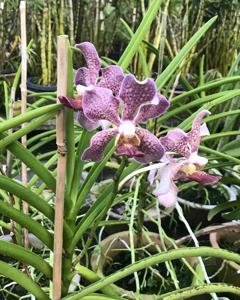 Papilionanda The Girls' Brigade Singapore