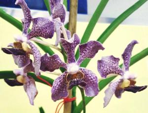 <i>Papilionanda</i> The Girls' Brigade Singapore