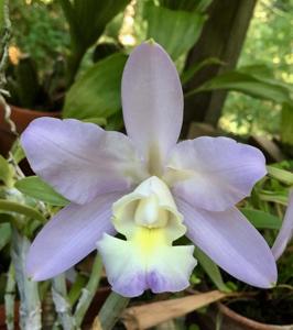 Cattleya dolosa